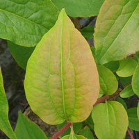 Heptacodium jasminoides